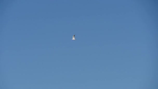 Möwen fliegen am strahlend blauen Himmel. Seevögel flattern im Flug über See — Stockvideo