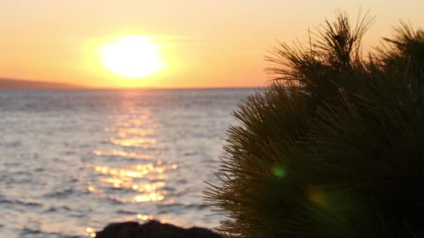 Silhouette d'un buisson contre le coucher du soleil ciel et agitant la mer. Coup de rétroéclairage — Video