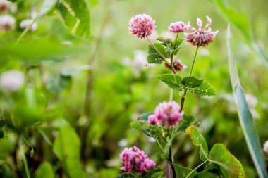   Bahçede çeşitli çiçekler var.