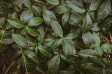 Mavi, yapraklar, ilkbahar, ilk, bahçe