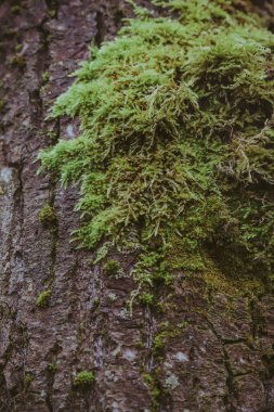 Bir meşe yaprağı desenli.