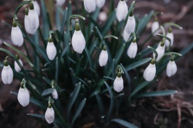 kardamlaları, bahar, kartpostal, arkaplan