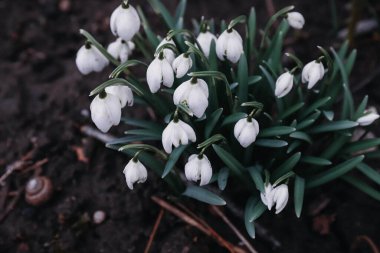 kardamlaları, bahar, kartpostal, arkaplan