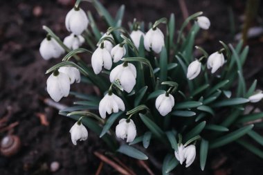 kardamlaları, bahar, kartpostal, arkaplan