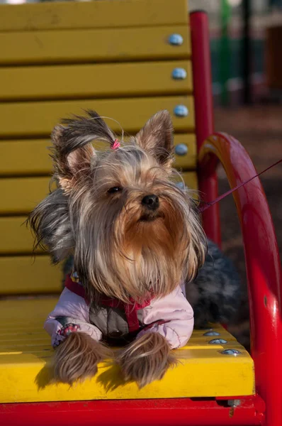 yorkshire terrier, dog, favorite, baby, yorkshire terrier mini, my love, walk, day off    , ,  ,