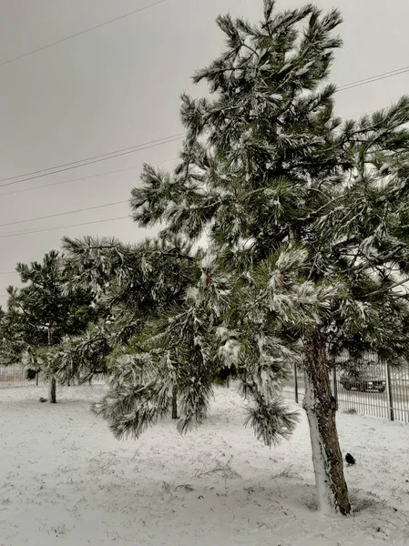 Prima Neve Odessa — Foto Stock