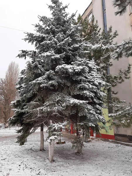 First Snow Odessa — Stock Photo, Image