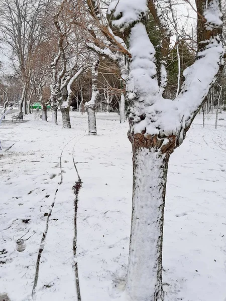 Χειμώνας Στο Πάρκο Γκόρκι Οδησσός — Φωτογραφία Αρχείου