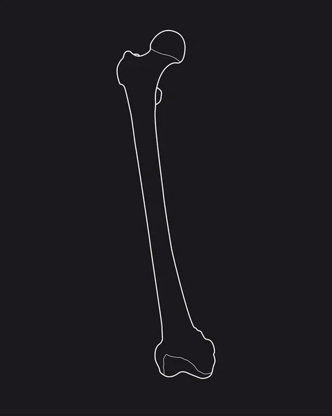 Illustration of femur bone — Stock Photo, Image