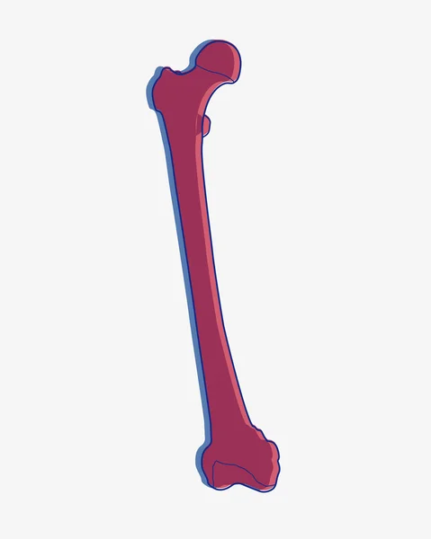 Illustration of femur bone — Stock Photo, Image