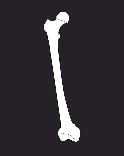 Illustration of femur bone — Stock Photo, Image