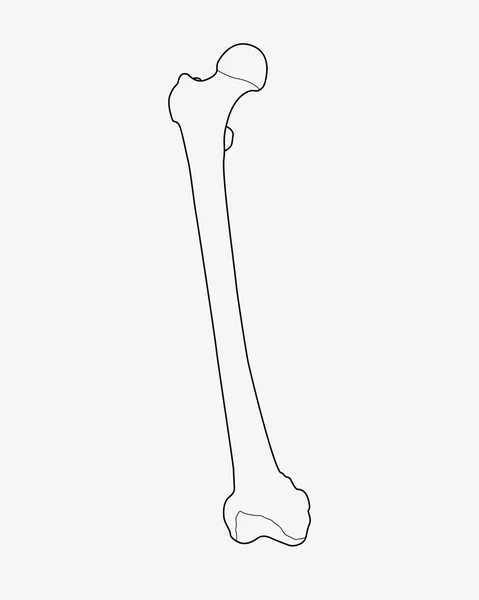 Illustration of femur bone — Stock Photo, Image