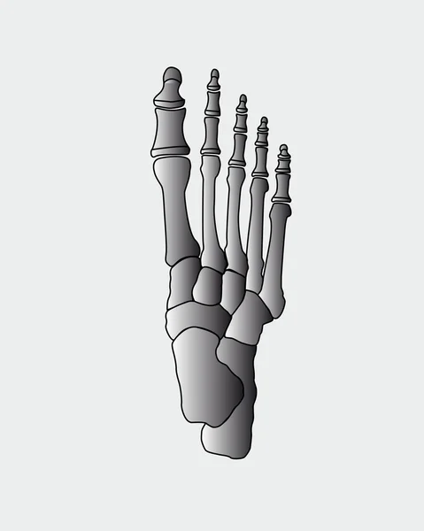 illustration of foot bones