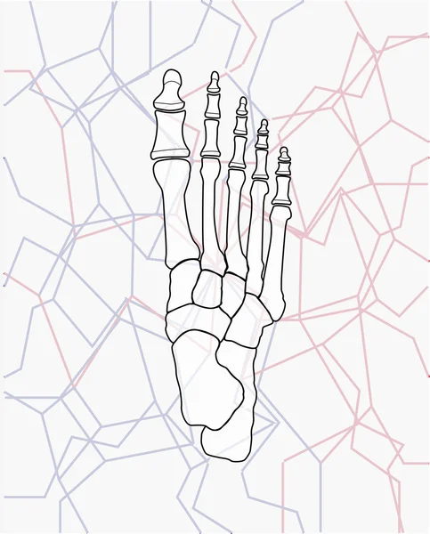 illustration of foot bones