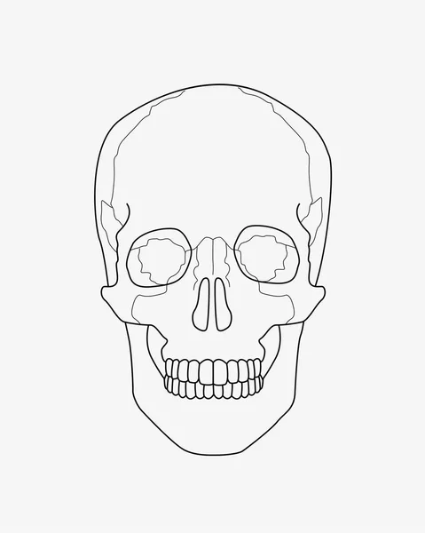 Ilustración de dibujo cráneo — Foto de Stock