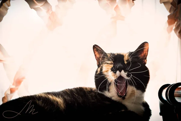 Calico Cat Yawning Pink Curtains — ストック写真