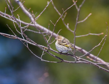 Saka kuşu, ispinozgiller (Felidae) familyasından bir kuş türü. Quebec 'in sert kışlarında sık sık arka bahçe besleyicilerine giderler..