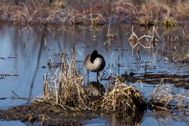 Kanada Kazı bir siyah baş ve boyun, yüz ve kahverengi bir vücut üzerinde beyaz lekeler ile bir büyük vahşi kaz türüdür. Arktik ve ılıman bölgelere Kuzey Amerika yerli.