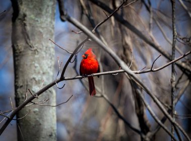 The northern cardinal is a North American bird in the genus Cardinals; it is also known colloquially as the redbird or common cardinal During courtship, the male feeds seed to the female beak-to-beak
