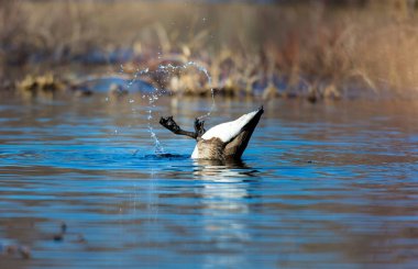 Kanada Kazı bir siyah baş ve boyun, yüz ve kahverengi bir vücut üzerinde beyaz lekeler ile bir büyük vahşi kaz türüdür. Arktik ve ılıman bölgelere Kuzey Amerika yerli.