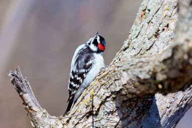 Tüylü ve kıllı ağaçkakan Kuzey Amerika genelinde yaygın olarak dağıtılır. Her ikisi de yaygın olarak süet ve bazen tohum besleyici alanlarını nerede besliyorlar ziyaret. Bu ağaçkakan tek ortak ağaçkakan vardır
