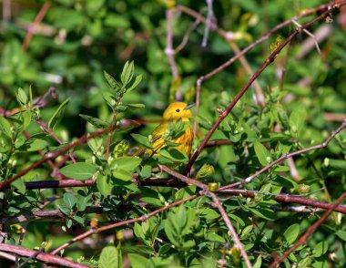 Sarı ötleğen. Yaz aylarında, onların tatlı şarkı willows, ıslak çalılıkları ve yol neredeyse tüm Kuzey Amerika genelinde ıslık tereyağlı sarı erkekler şarkı. 