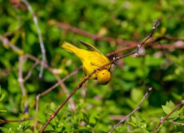 Sarı ötleğen. Yaz aylarında, onların tatlı şarkı willows, ıslak çalılıkları ve yol neredeyse tüm Kuzey Amerika genelinde ıslık tereyağlı sarı erkekler şarkı. 