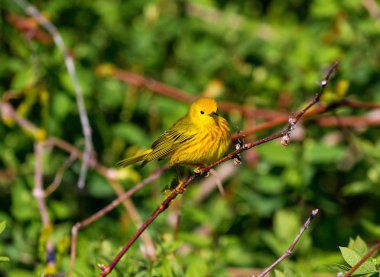 Sarı ötleğen Boreal Forest Quebec.