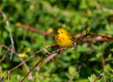 Sarı ötleğen Boreal Forest Quebec.