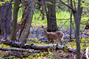 Kuzey Quebec, Kanada 'da Boreal Ormanı' nda alarmda olan beyaz kuyruklu geyik..
