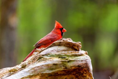Kardinal Boreal Forest Quebec Kuzey.