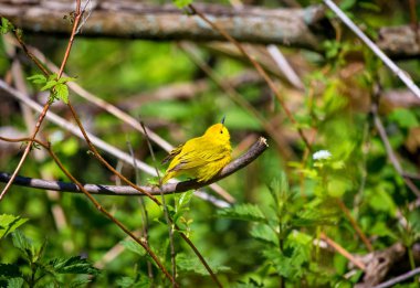 Sarı ötleğen Boreal Forest Quebec.