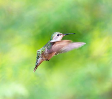 Yakut boğazlı sinek kuşu bir Boreal Forest Quebec Kanada.