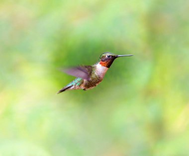 Yakut taş uğultu kuş onun uzun geçiş Kuzey sonra Kuzey Quebec'te boreal bir ormanda. Güneyden uzun yolculuk yapmak için mücadele bir sürü ile çok küçük sinek kuşlarının.