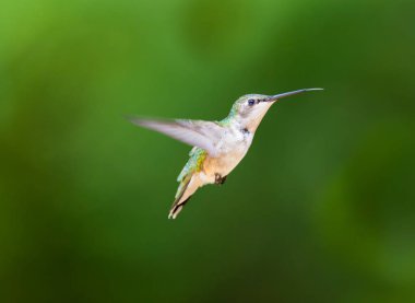 Yakut taş uğultu kuş onun uzun geçiş Kuzey sonra Kuzey Quebec'te boreal bir ormanda. Güneyden uzun yolculuk yapmak için mücadele bir sürü ile çok küçük sinek kuşlarının.