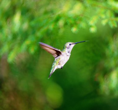 Yakut boğazlı sinek kuşu bir Boreal Forest Quebec Kanada.