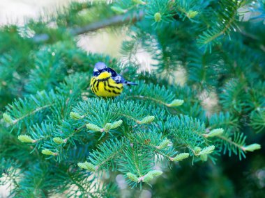Manolya ötleğen Kuzey ormanların yakışıklı ve tanıdık bir ötleğen türüdür. Çok utangaç olmasına rağmen bu kez bariz ve yere yakın hayvanlar için yem ve sert-e doğru fotoğraf.