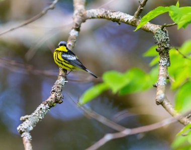 Manolya ötleğen Kuzey ormanların yakışıklı ve tanıdık bir ötleğen türüdür. Çok utangaç olmasına rağmen bu kez bariz ve yere yakın hayvanlar için yem ve sert-e doğru fotoğraf.