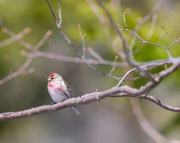 レド世論調査は フィンチ類の鳥類の属である ほとんどはバラの花と呼ばれ 言葉が示すように 彼らの急落で赤の様々な色合いを持っています — ストック写真