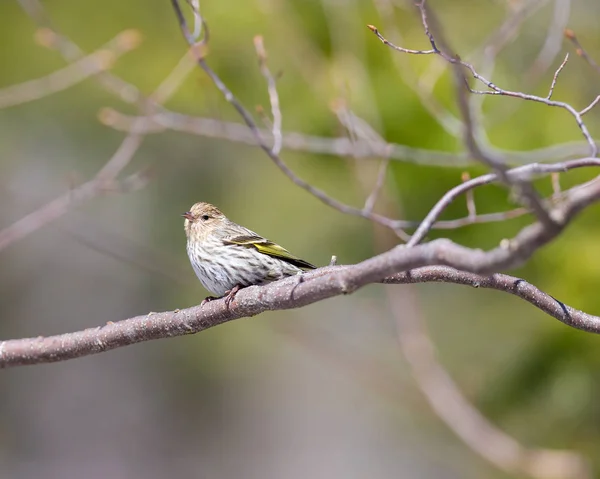 Pine Siskin Ist Ein Kleiner Nordamerikanischer Vogel Aus Der Familie — Stockfoto