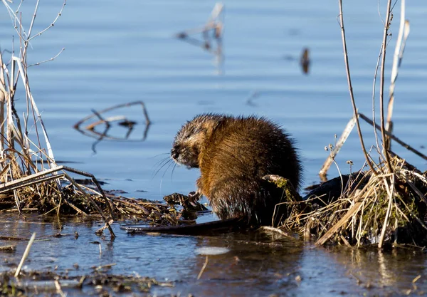 Muskrat Fairly Large Rodent Commonly Found Wetlands Waterways North America — Stock Photo, Image
