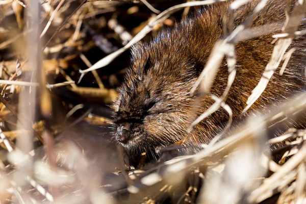 麝鼠是一种相当大的啮齿动物 常见于北美洲的湿地和水道 整个身体 除了尾巴和脚之外 都有防水的皮毛层 — 图库照片
