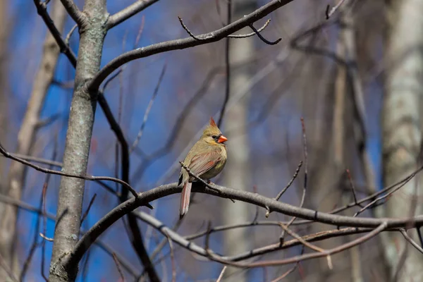 Female Northern Cardinal North American Bird Genus Cardinals Also Known — Zdjęcie stockowe