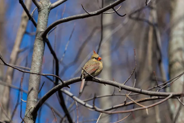 Female Northern Cardinal North American Bird Genus Cardinals Also Known — Stock Fotó