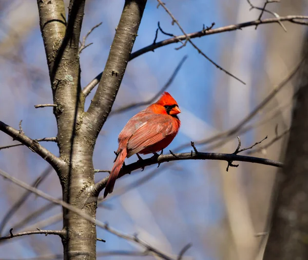 Northern Cardinal North American Bird Genus Cardinals Also Known Colloquially — стоковое фото