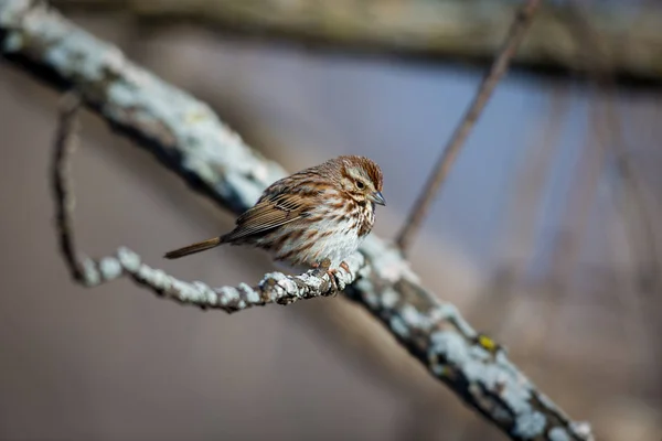 Plumpe Und Langschwänzige American Tree Sparrows Sind Geschäftige Besucher Winterlichen — Stockfoto