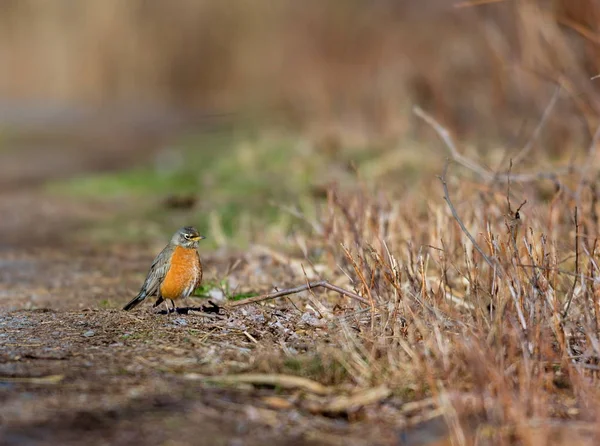 American Robin Perched Deep Forest Quebec — Stock Photo, Image