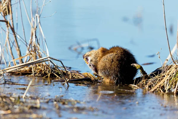 Muskrat Fairly Large Rodent Commonly Found Wetlands Waterways North America — Stock Photo, Image