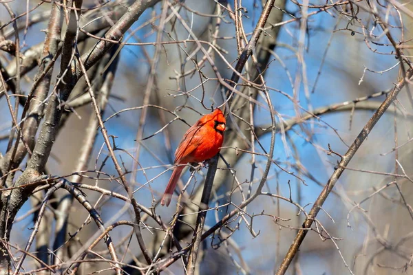 Northen Cardinal in a Boreal forest Quebec. — Stock Photo, Image