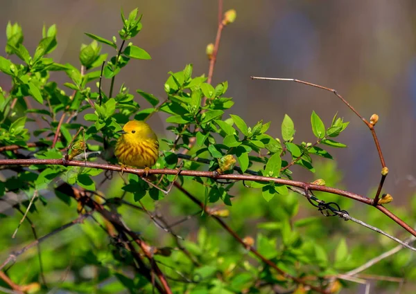 Gelbgrasmücke in einem borealen Waldquebec. — Stockfoto